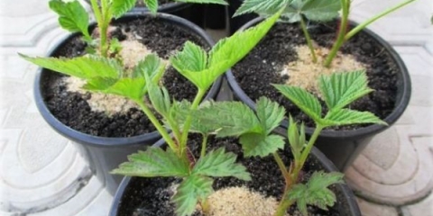 Pravilno razmnožavanje maline u proleće, leto i jesen